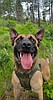 K-9 Appa improving after being shot