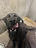 Meet Tony