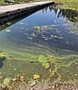 Health advisory issued for Fernan Lake, upper end of Hayden Lake
