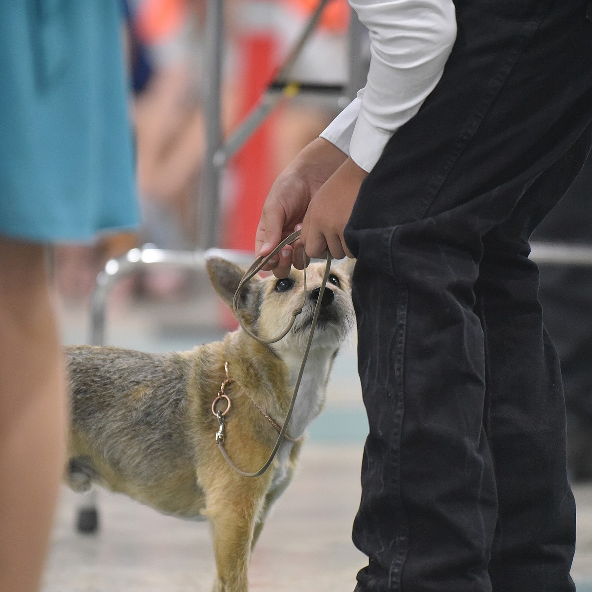 Loyal partners show off skills at 4-H Dog Show