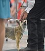 Loyal partners show off skills at 4-H Dog Show
