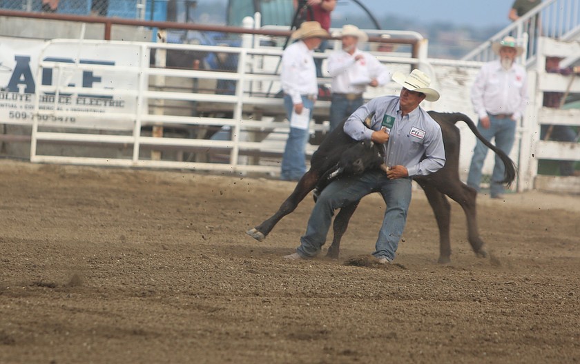 A steer wrestler takes on a four-legged opponent in the Moses Lake Roundup in 2025. Steer wrestling is one of seven events held during the rodeo at the Grant County Fair.