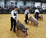 Pigs on parade: Competitors shine with swine at the Northwest Montana Fair & Rodeo