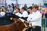Steering in the right direction: Beef competitors get early moo-ve on at Northwest Montana Fair & Rodeo