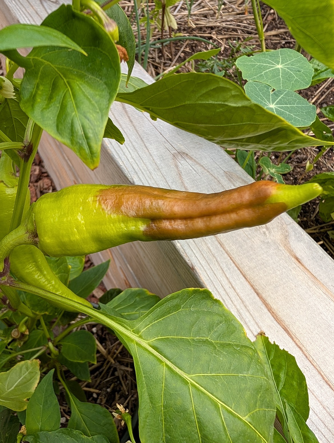 Blossom end rot is usually caused by inconsistent watering, which interferes with calcium transport within the plant. It’s not caused by a lack of calcium in the soil.