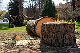 NIC receives $82,661 grant to restore trees lost in windstorms