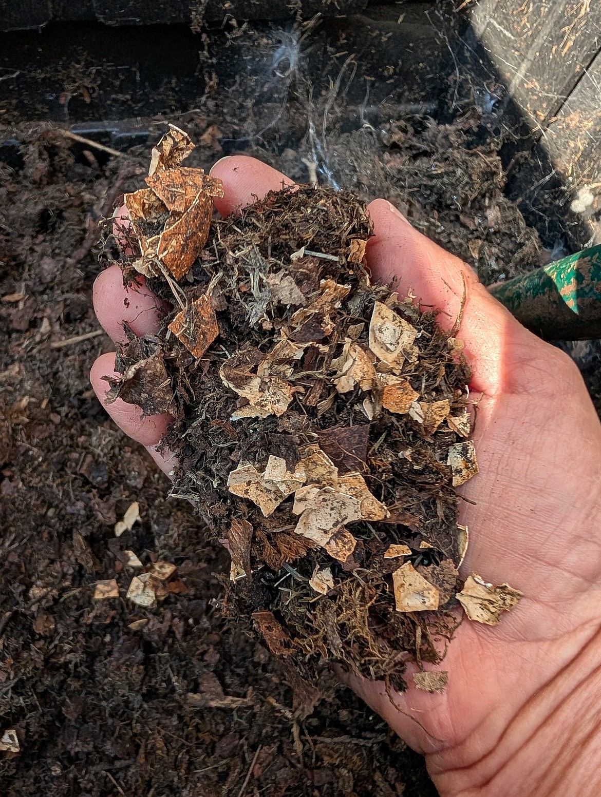 Crushed eggshells added to the soil do not prevent blossom end rot, and they take years to decompose in the soil.