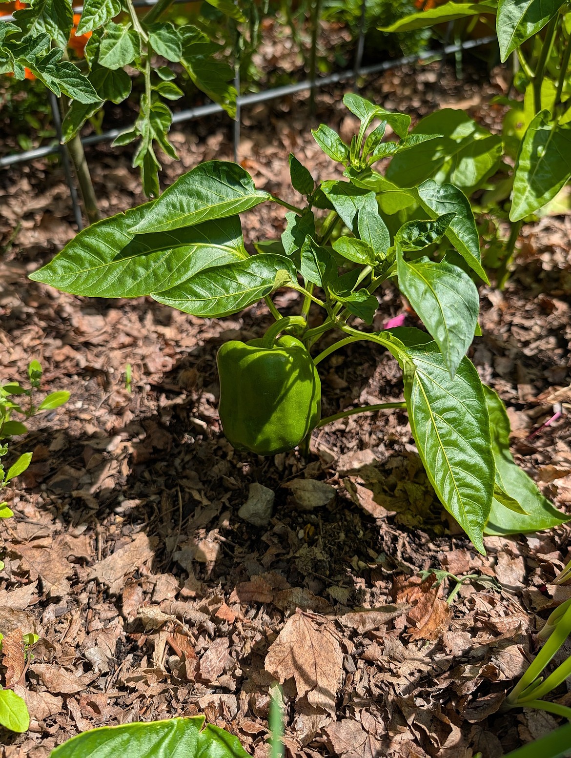 Mulch actually delivers on its promises — unlike other internet garden remedies.