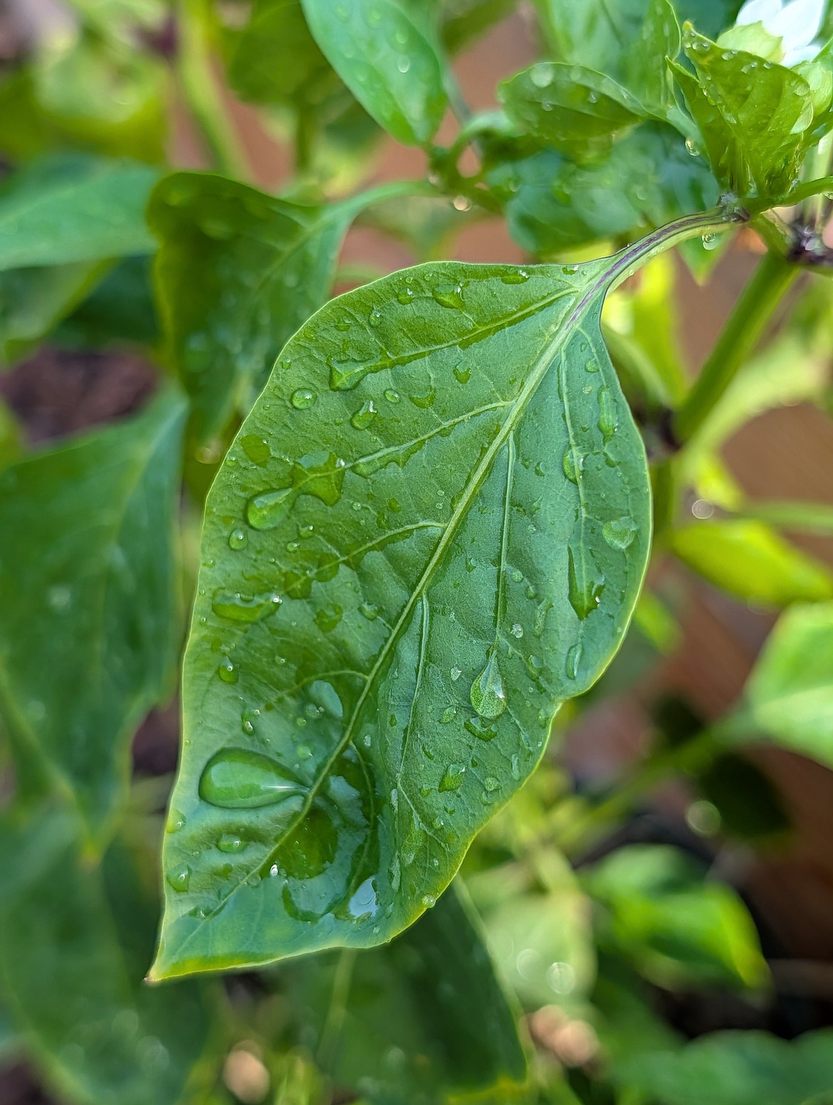 Sunlight reflecting off water on a leaf will not cause the leaf to burn.