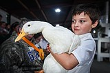 Something to cluck over: Competitors rise to the top of the pecking order at poultry show