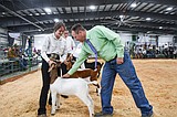 Results from the 2026 Northwest Montana Fair