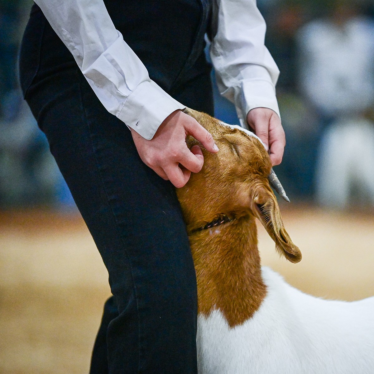 Kidding around: Goat competitors kick back from competition stress