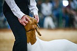 Kidding around: Goat competitors kick back from competition stress