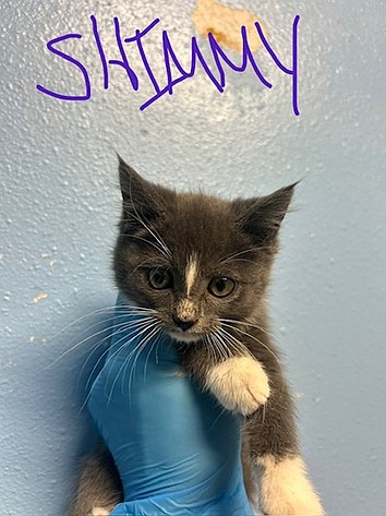 Meet Shimmy, the kitty with socks