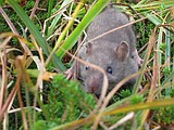 In Idaho, public health officials are trying to curb the rat infestation — with a $250K fund