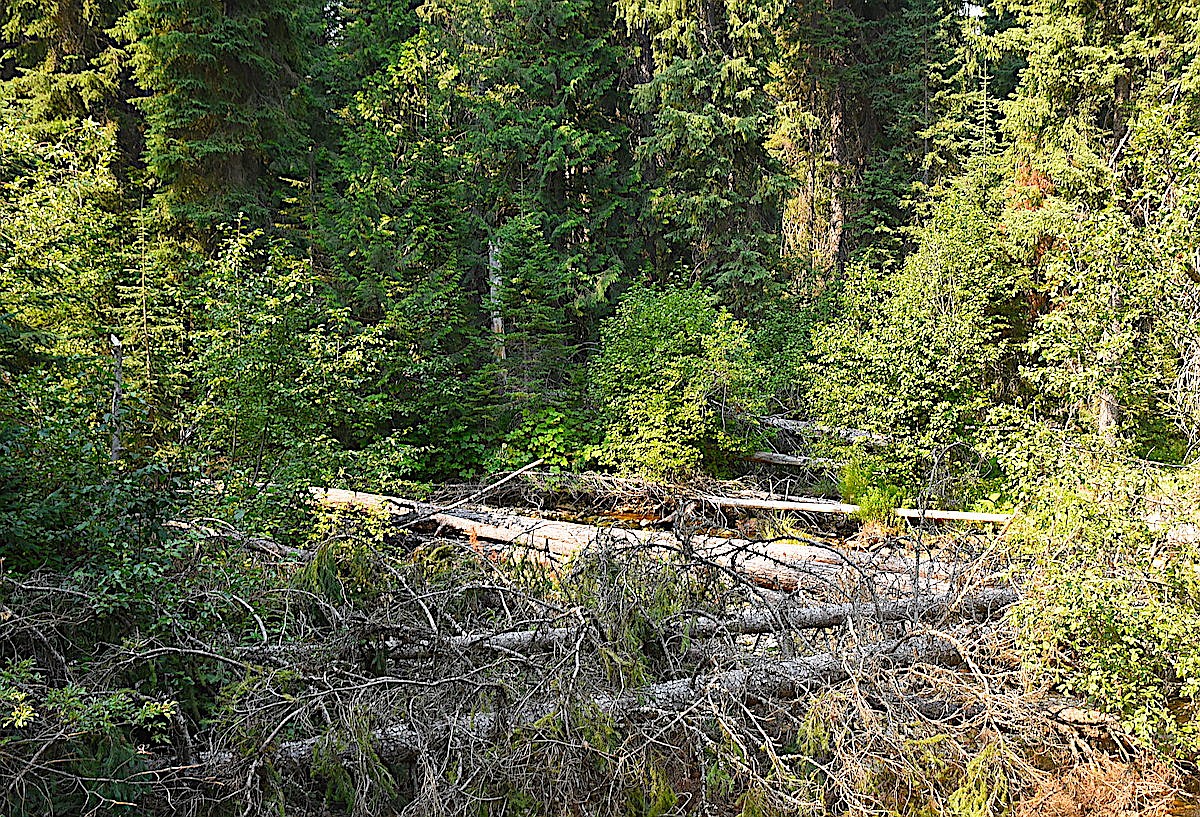 Forest officials OK second timber salvage harvest