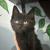 Wanted: one family for one very cute kitten