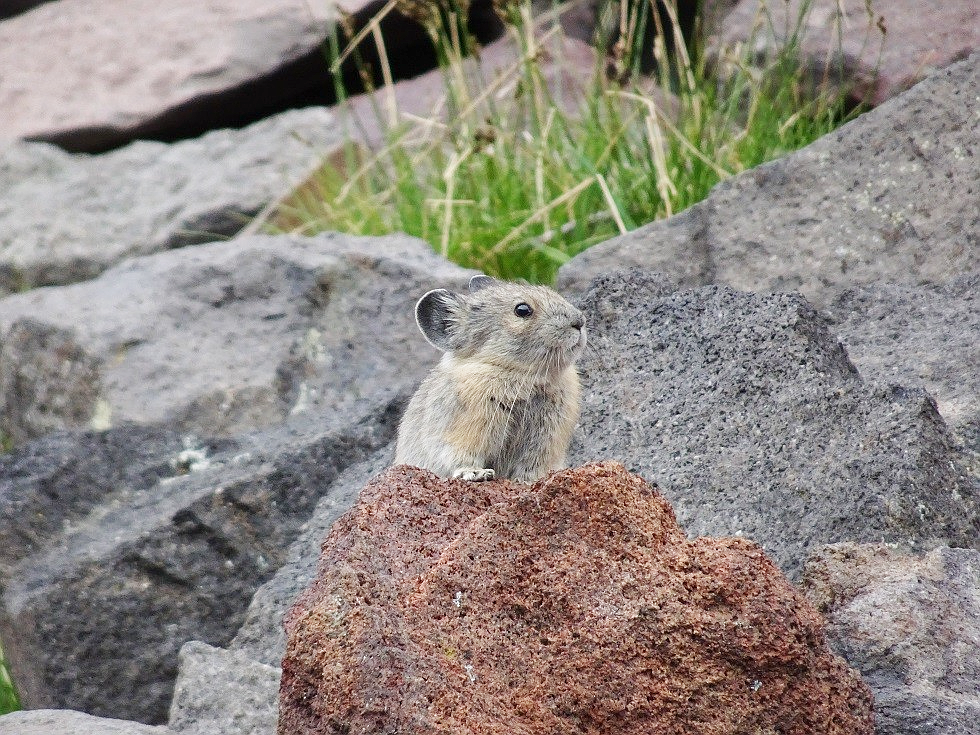 Guest opinion: The plight of the adorable pika