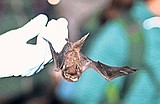 White nose syndrome found in Glacier National Park bats