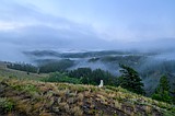 The Trail of the Mist