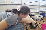 A fabulous time at the fair