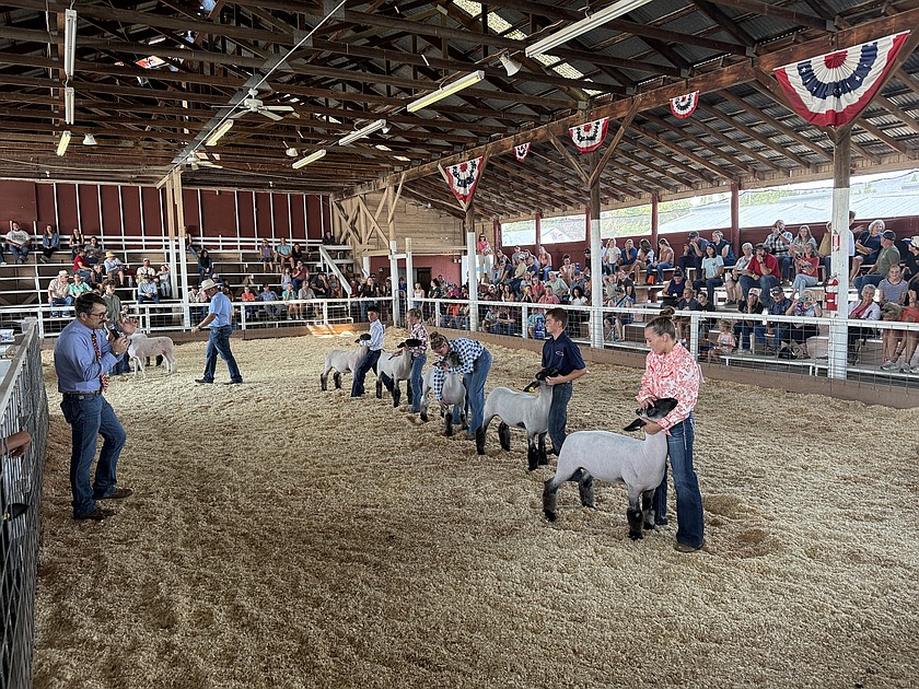 Sheep take center stage in the Ardell Pavillion at the Grant County Fair.