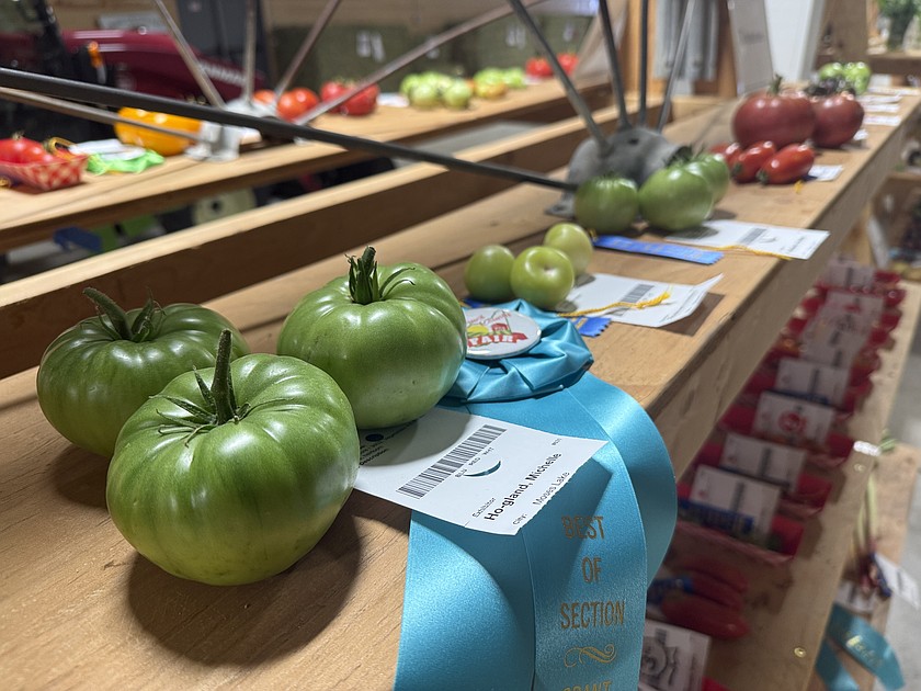 Best heirloom tomato at the Grant County Fair was grown by Michelle Ho-gland of Moses Lake, green tomatoes.