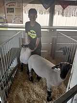 Brothers rack up honors for heifer and lamb