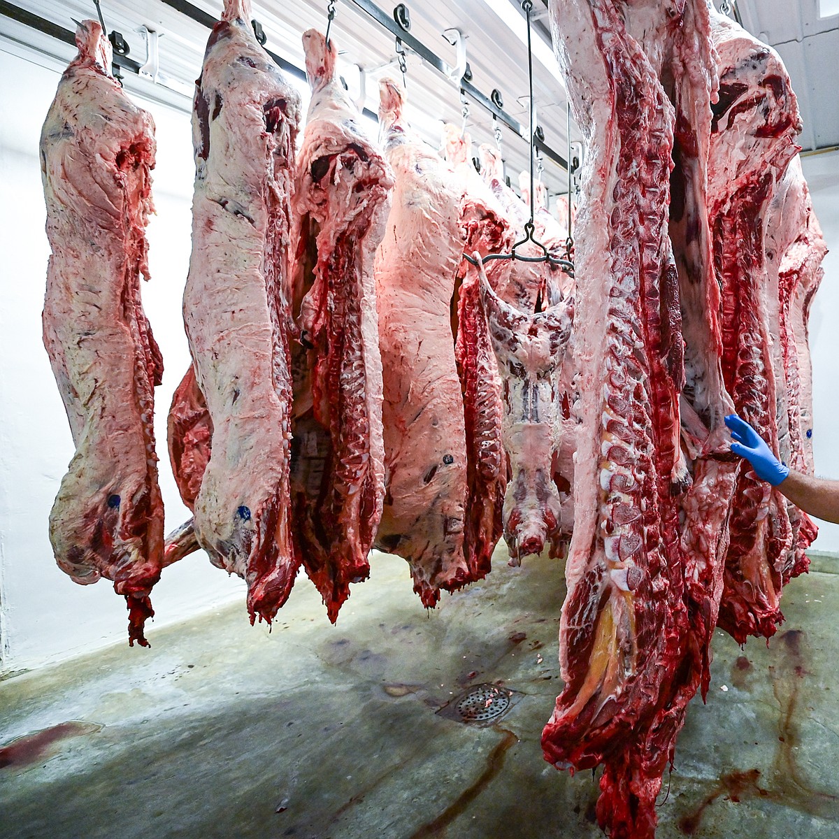 Northwest Montana ranchers band together to ease meat packing pressures through co-op