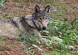 Montana Fish and Wildlife Commission takes middle ground on wolf hunting quotas