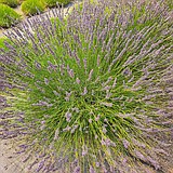 Bison Valley Farms raises lavender, dahlias, sunflowers and so much more