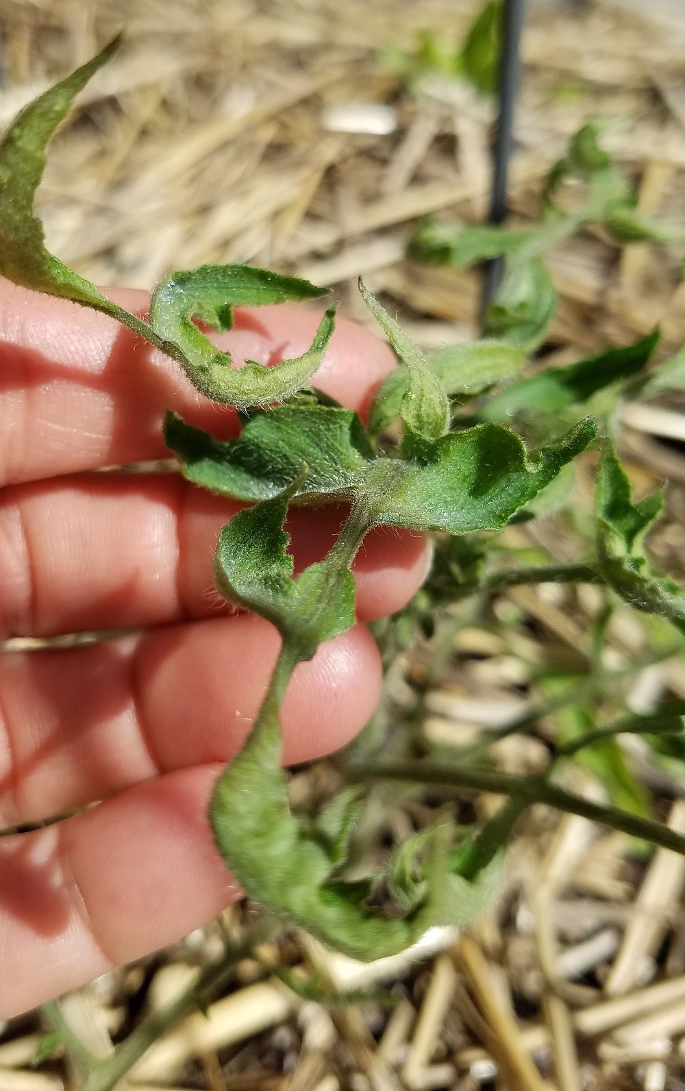 Spindly stems and cupped or curled leaves, as shown on this tomato plant, can indicate herbicide residue in the soil.