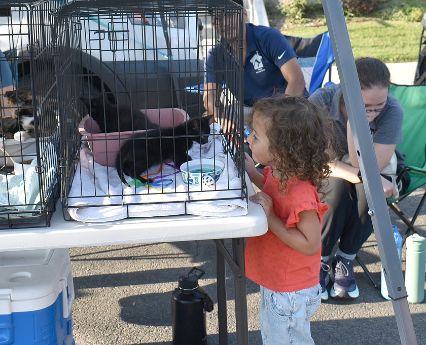 Three-year-old Luisa Becerra makes the acquaintance of a kitten at National Night Out in Quincy. The Quincy Animal Shelter was one of the community entities with displays at the event Thursday.