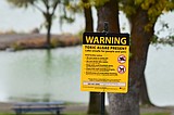 Health district reports possible toxic algae bloom at Crescent Bar