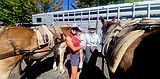Photos: Meeting mules