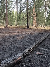 Coeur d'Alene authorities seek help in arson investigation