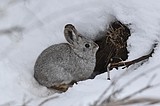 Survival of the endangered Columbia Basin pygmy rabbit hinges on sagebrush