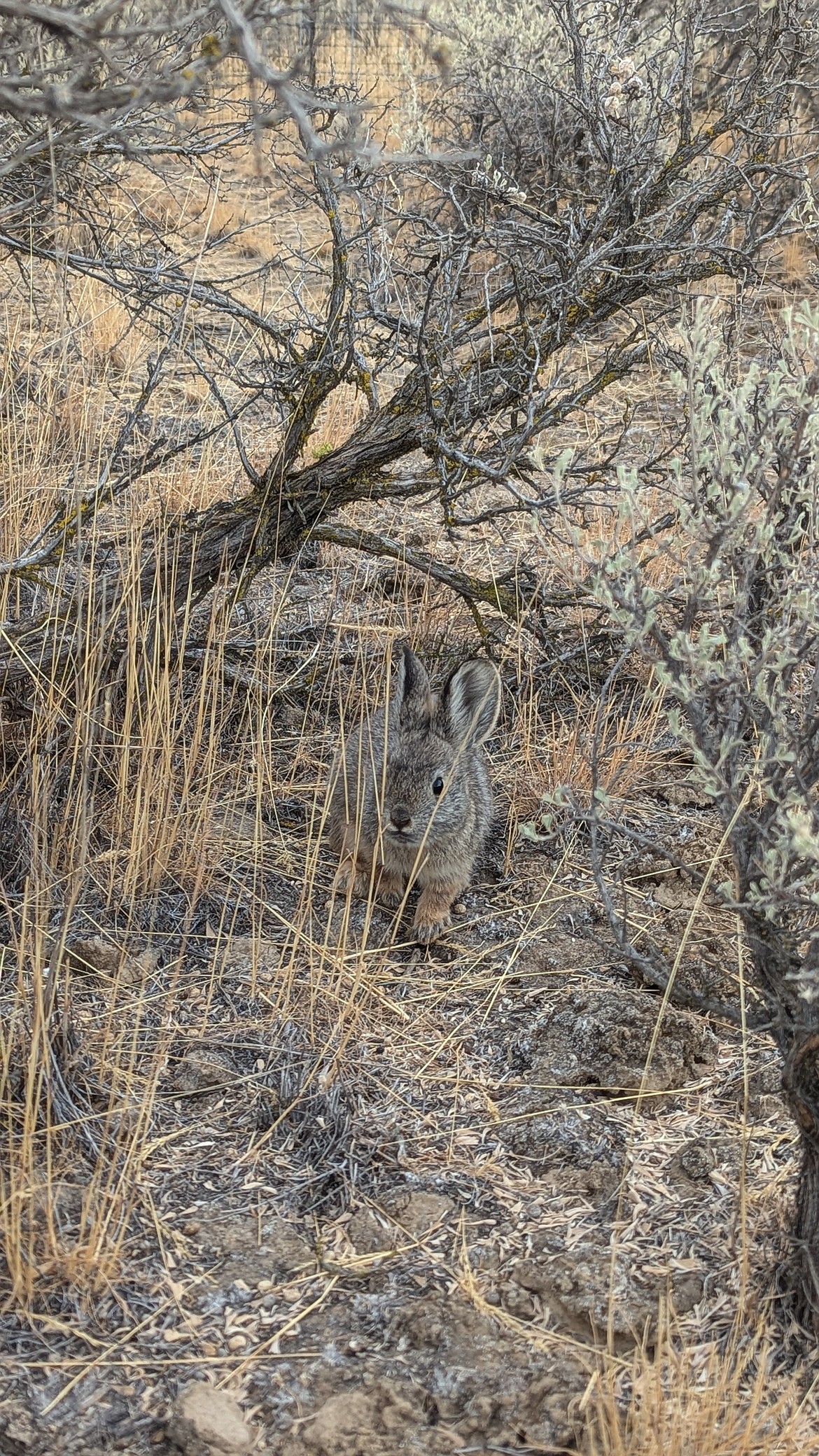 A pygmy rabbit relies on sagebrush for shelter and food.