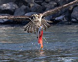 Photographers flock to Hayden for osprey photos
