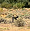 Two men arrested after Adams County chase