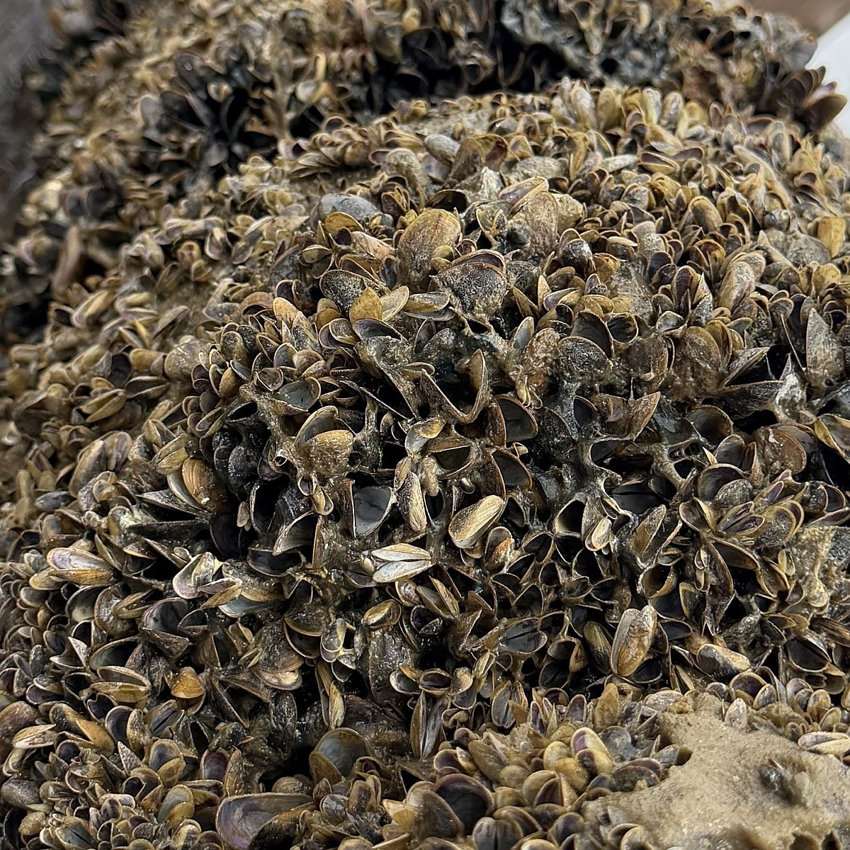OUR GEM: Golden mussels, California's wake-up call for Idaho