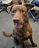 Adopt a pet - Meet JJ!