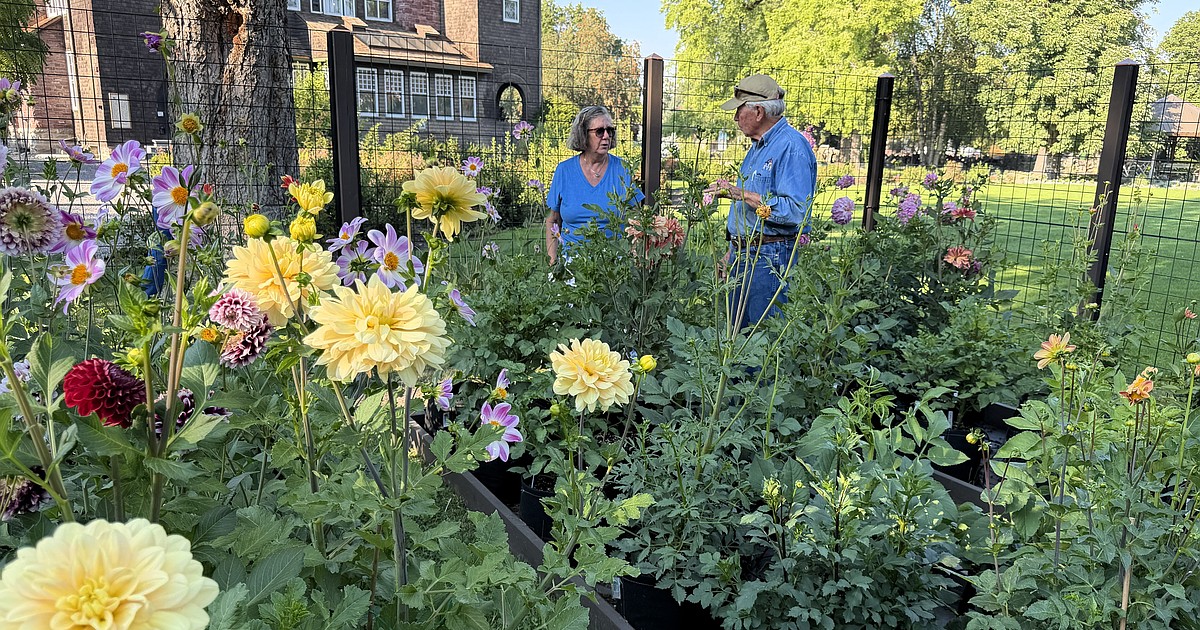 Timeless petals: Garden cultivates flowers with longtime connection to Flathead Valley