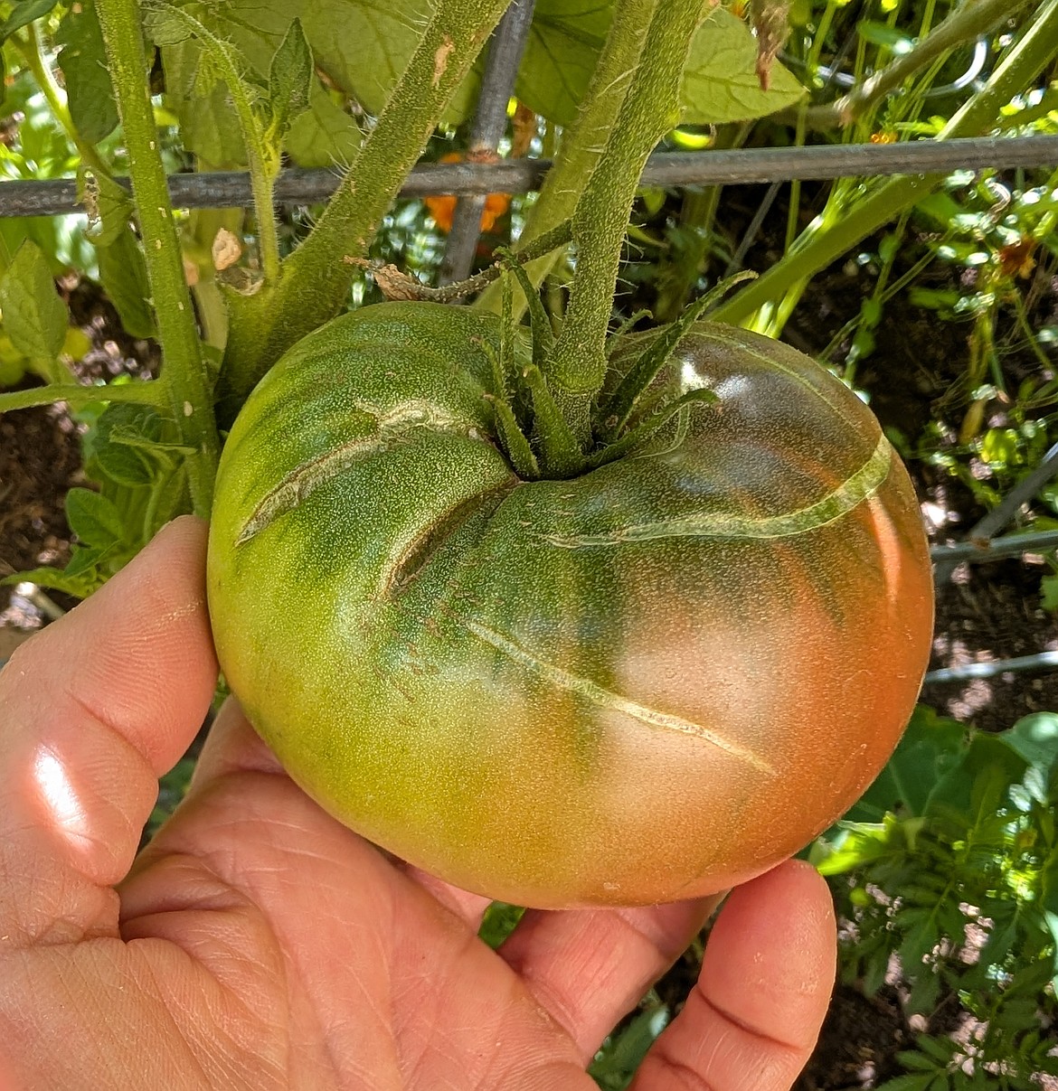 This Black Krim tomato is in the breaker stage, showing some color change. It also has a few cracks from recent rain – another reason to harvest it now.