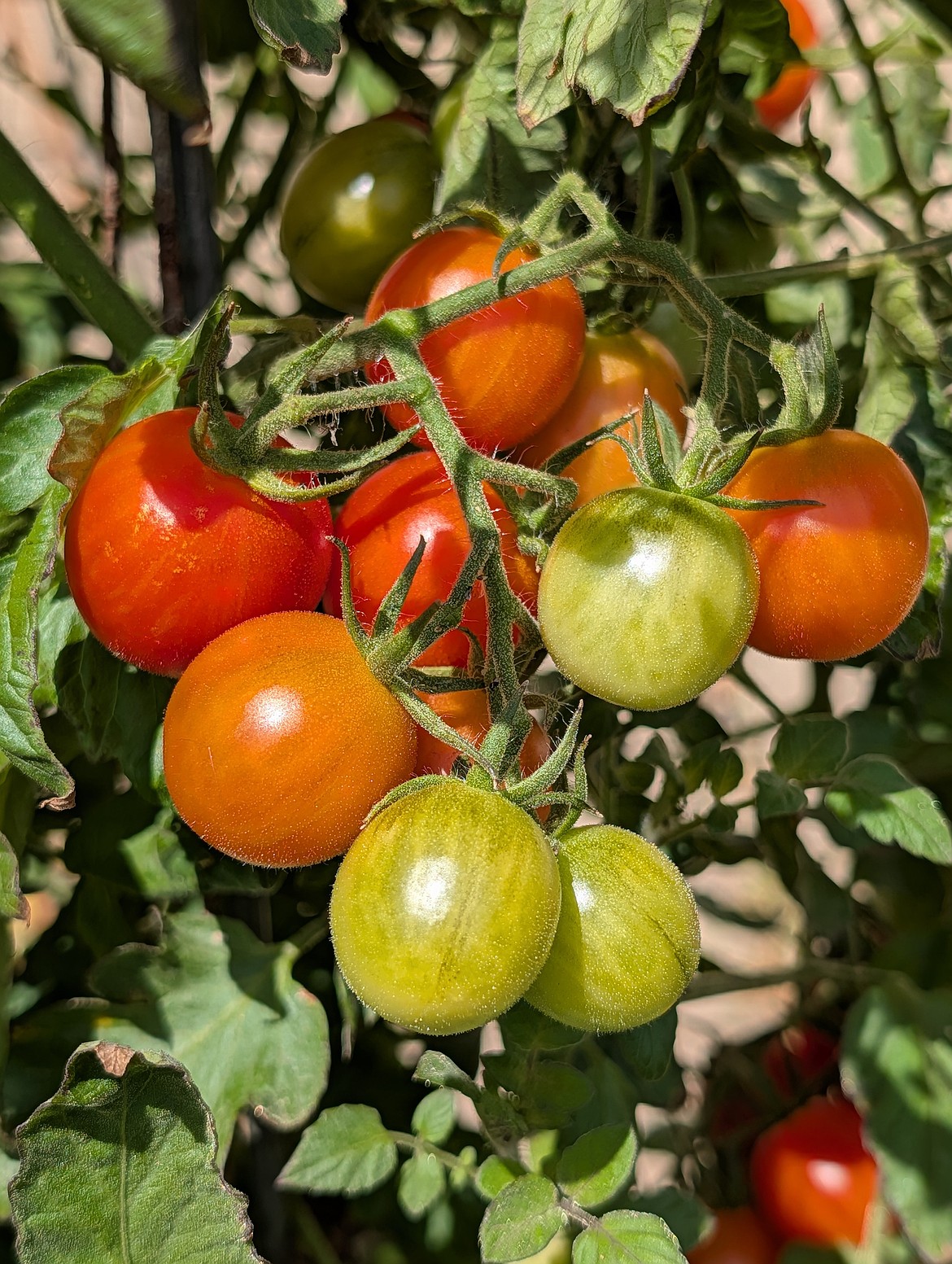 This cluster of cherry tomatoes shows various stages of maturity — some are ripe, many are in the breaker stage, some are mature green, and some are immature green.