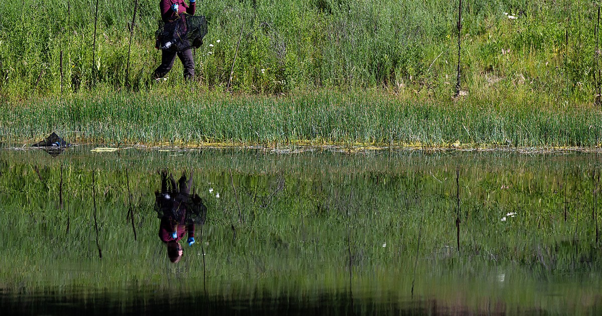 Western painted turtle study becomes a UM classroom for future scientists