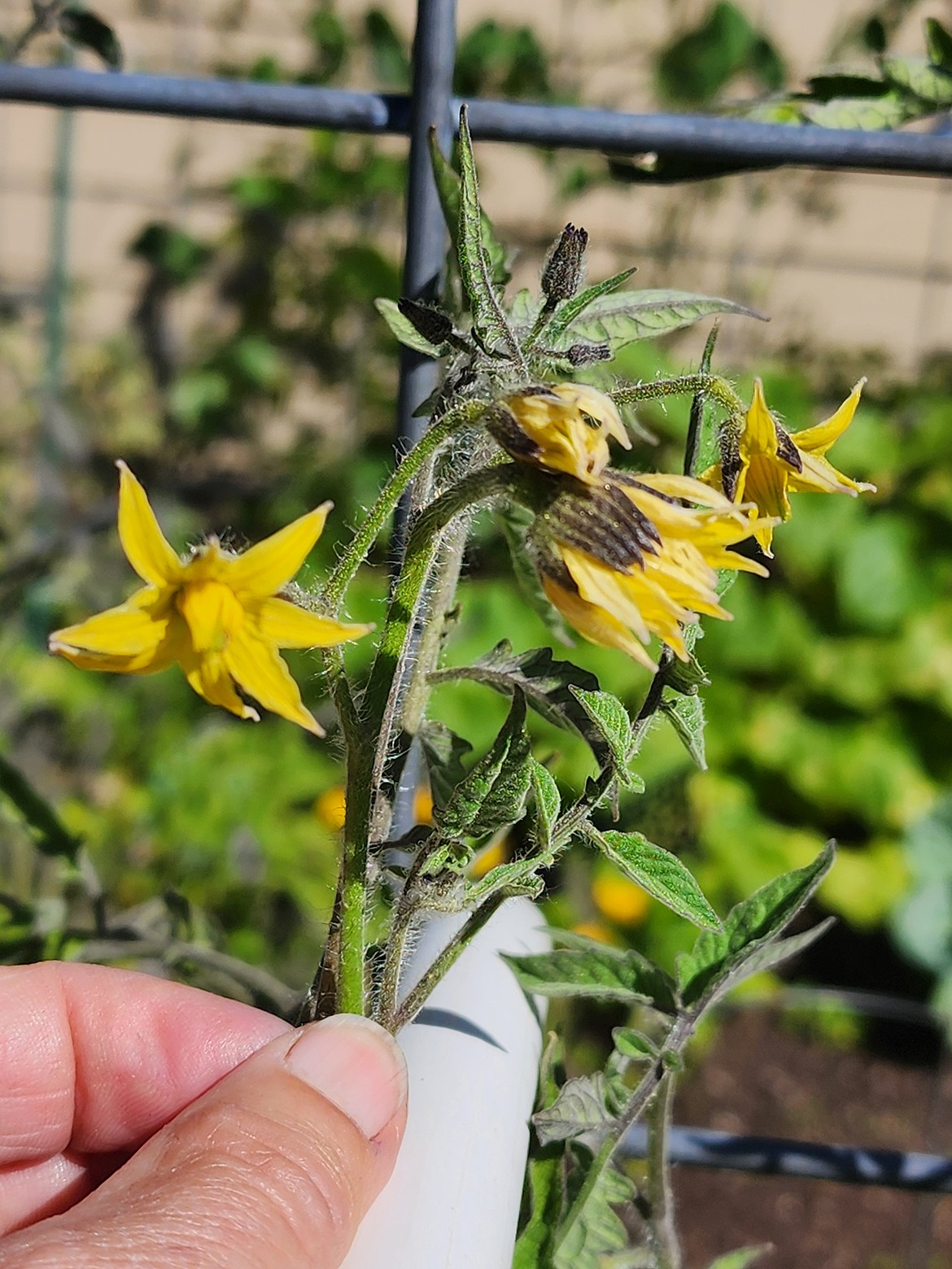 Blossoms like these in September have no chance of producing a ripe tomato.