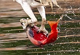 SA package..... Birds of a Feather