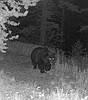 Grizzly near Libby city limits has residents on alert