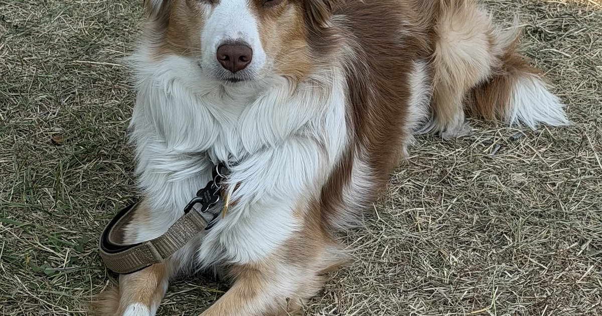 Woman seeks public's help in search for dog that was in House of Mystery accident